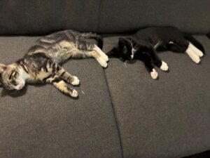 IMG_3973